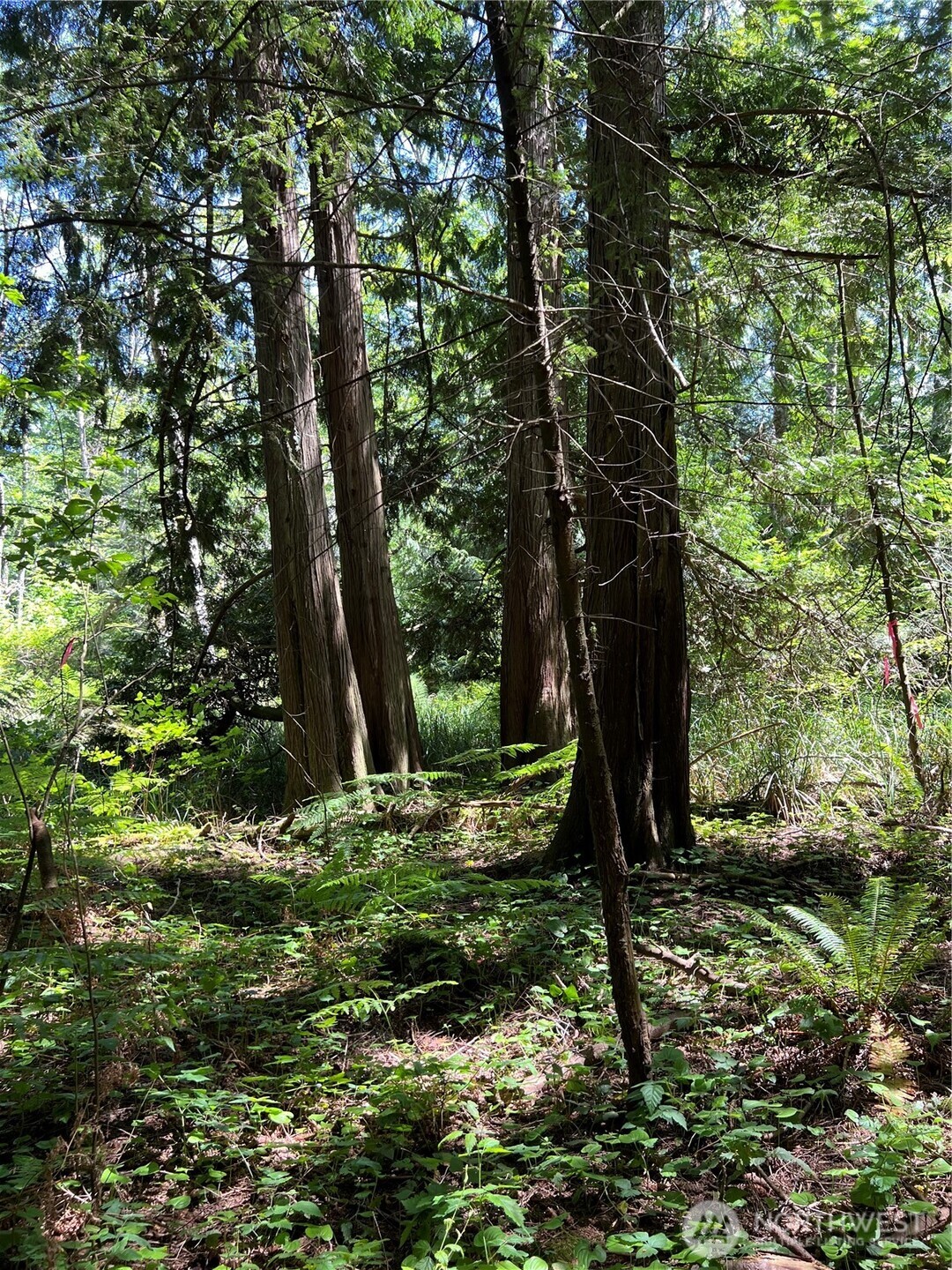 6-acres South Beach Road Point Roberts, WA 98281 - Photo 18 of 20 a view of a tree in a yard