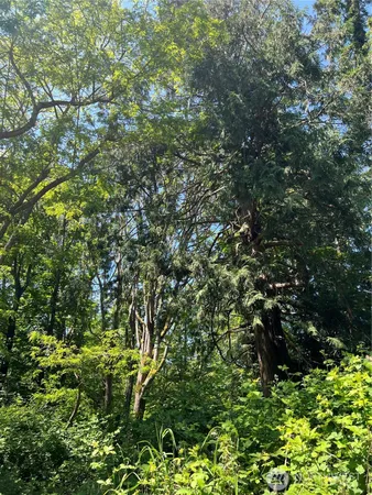 a view of a tree
