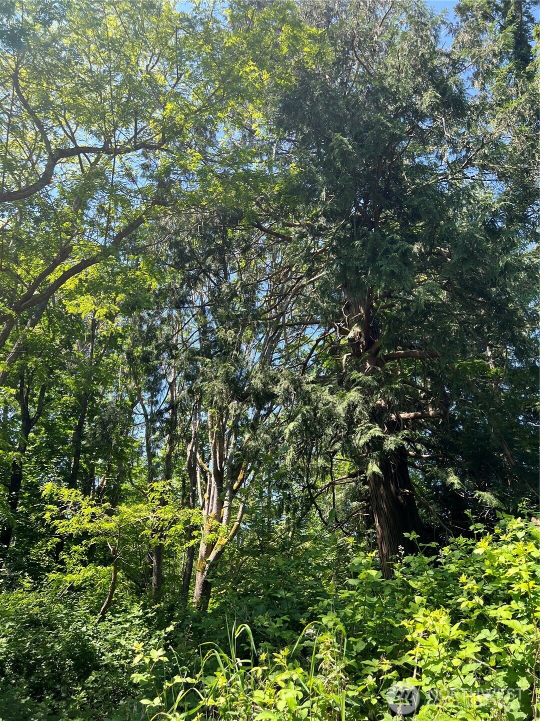 6-acres South Beach Road Point Roberts, WA 98281 - Photo 19 of 20 a view of a tree