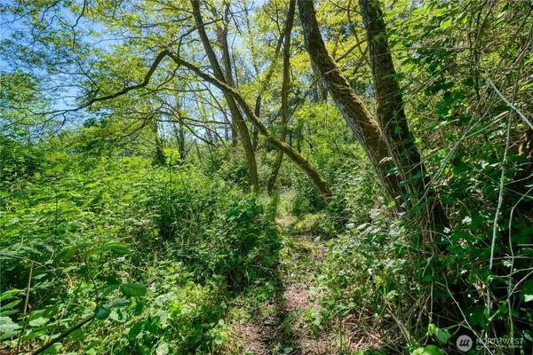 a view of a lush green forest