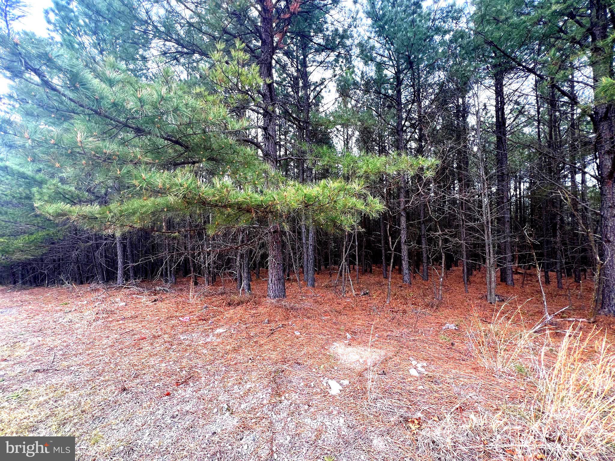 85 Trough View Road Moorefield, WV 26836 - Photo 26 of 42 a backyard of a house with lots of trees
