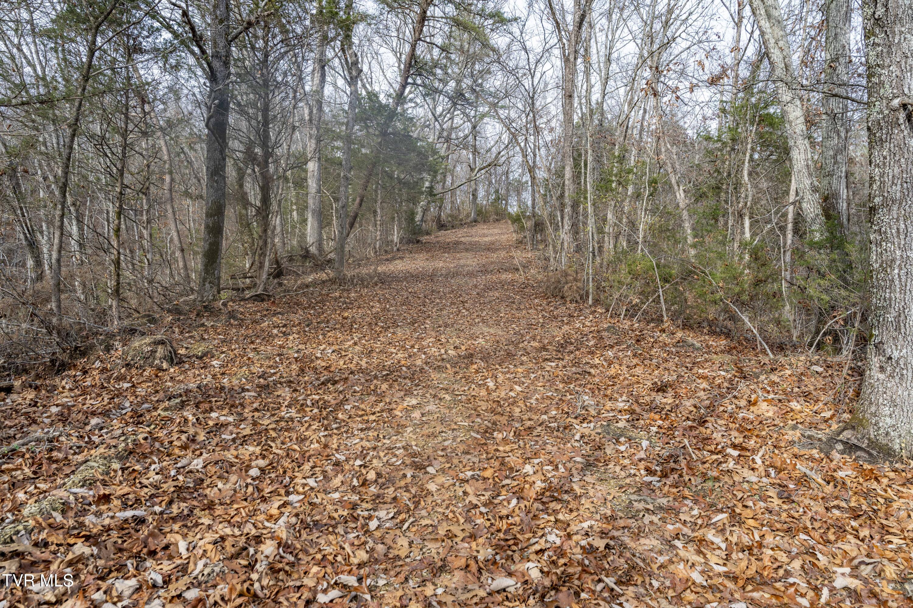355 North Austin Springs Road Piney Flats, TN 37686 - Photo 19 of 27 AustinSprings-Land--2