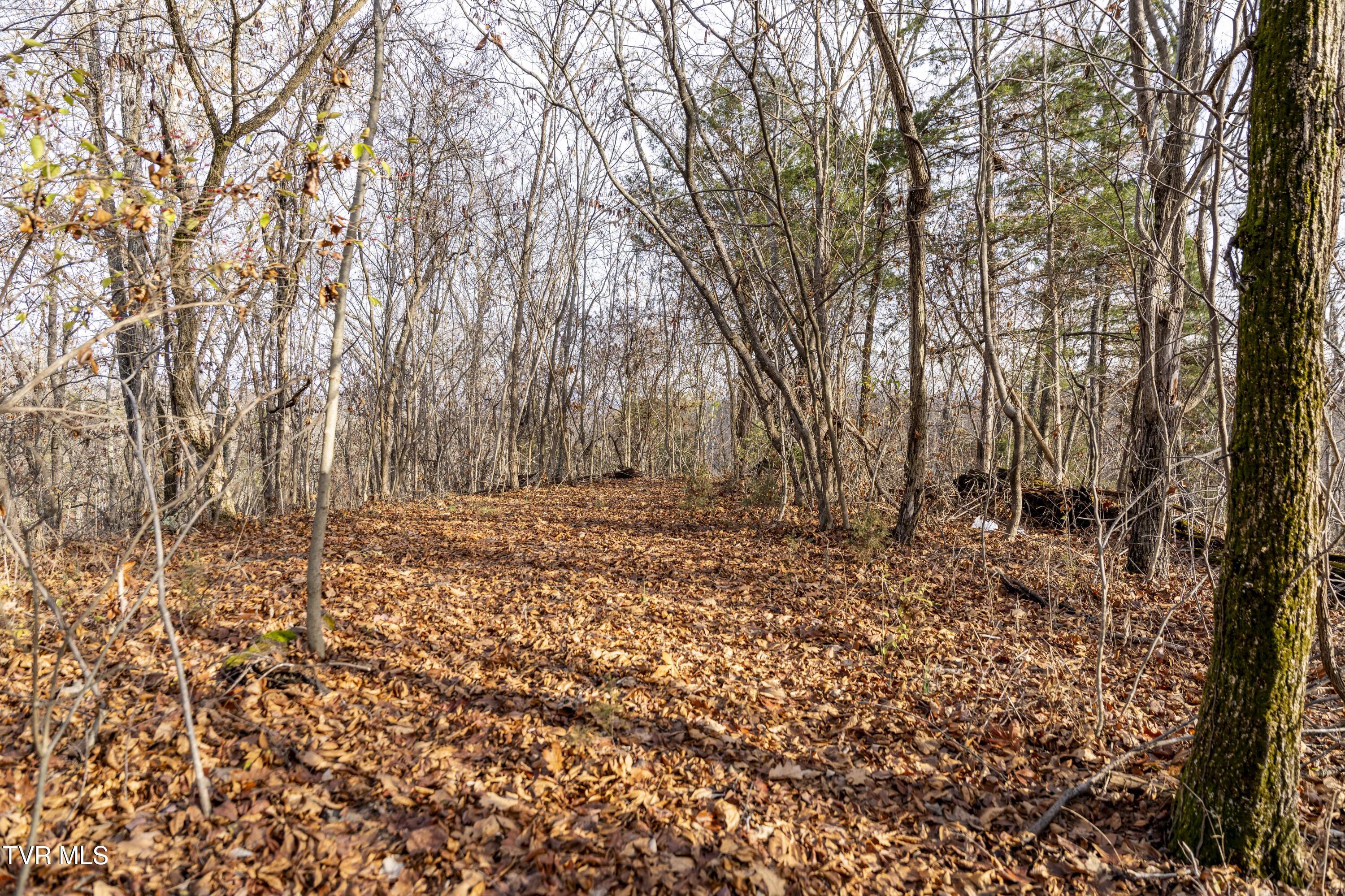 355 North Austin Springs Road Piney Flats, TN 37686 - Photo 23 of 27 AustinSprings-Land--14