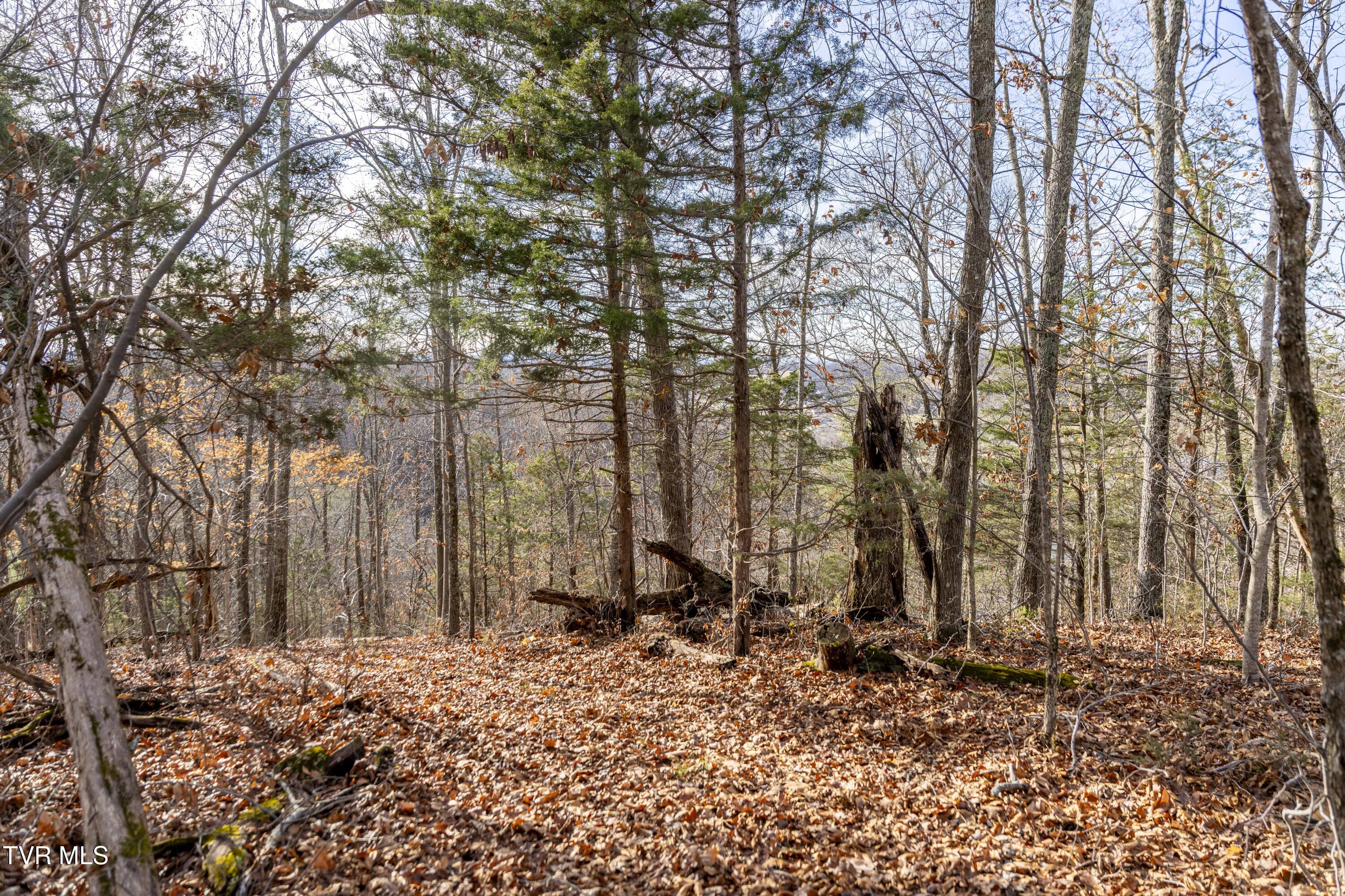 355 North Austin Springs Road Piney Flats, TN 37686 - Photo 24 of 27 AustinSprings-Land--15