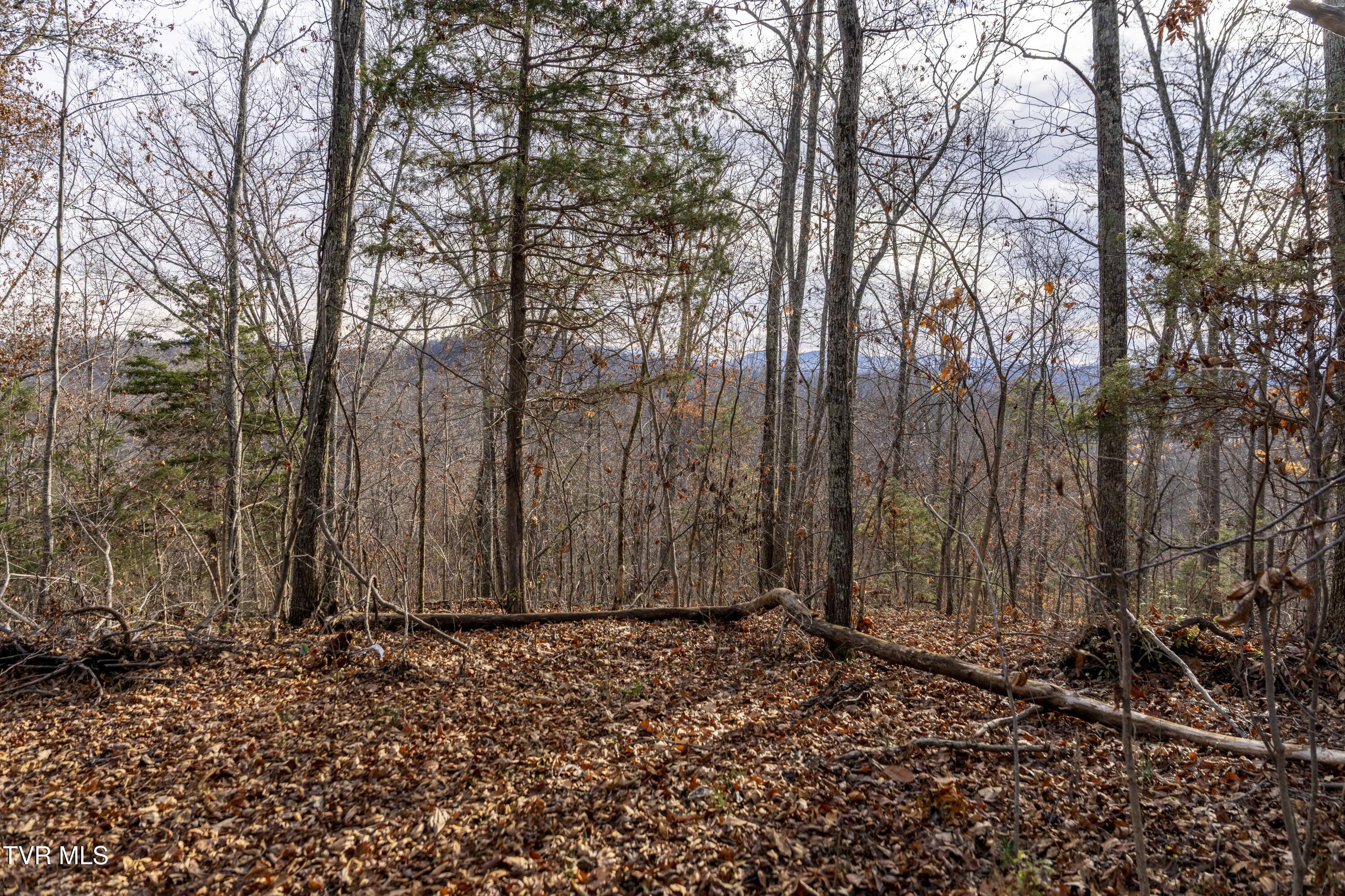 355 North Austin Springs Road Piney Flats, TN 37686 - Photo 25 of 27 AustinSprings-Land--16
