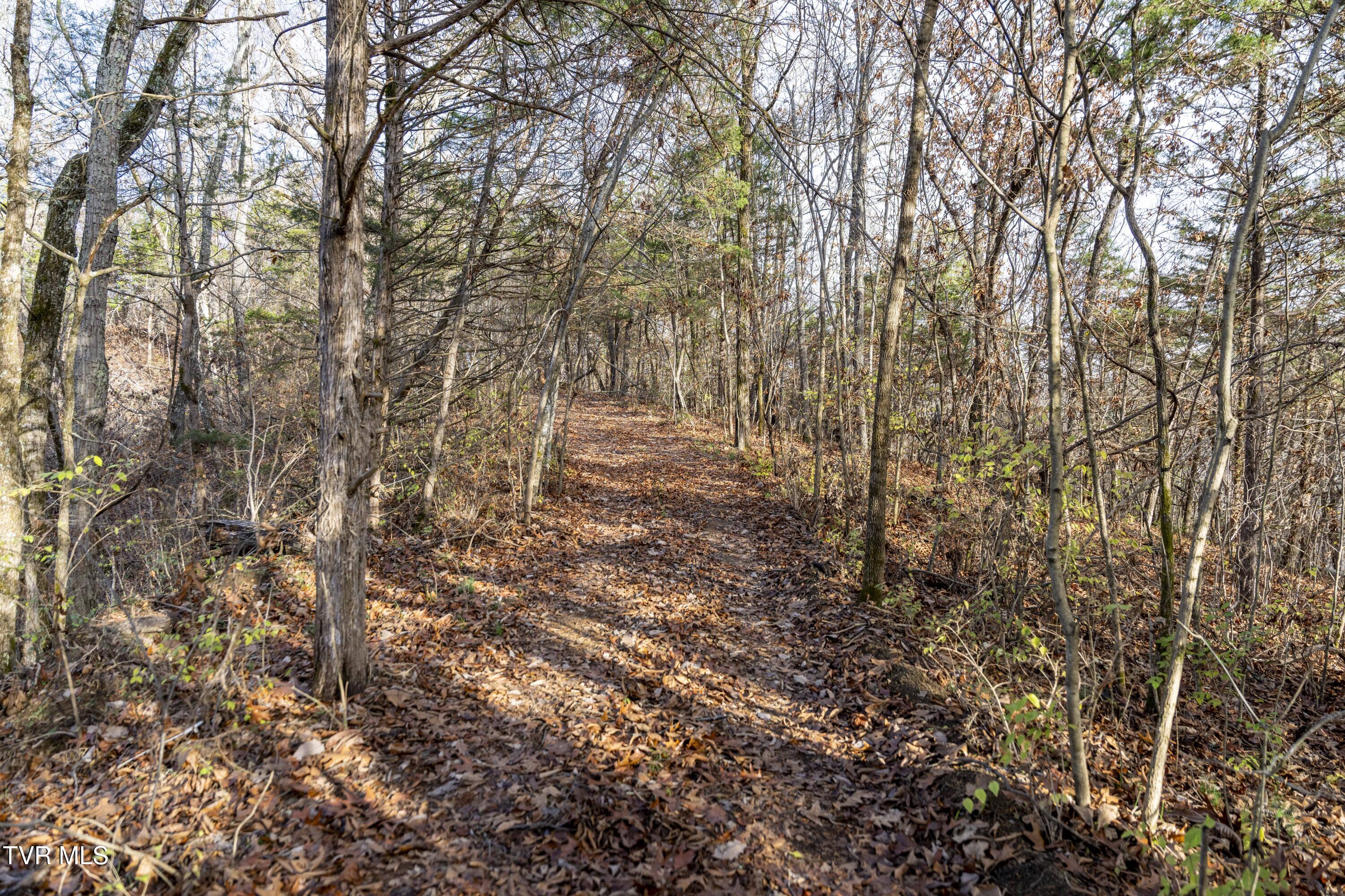 355 North Austin Springs Road Piney Flats, TN 37686 - Photo 26 of 27 AustinSprings-Land--21