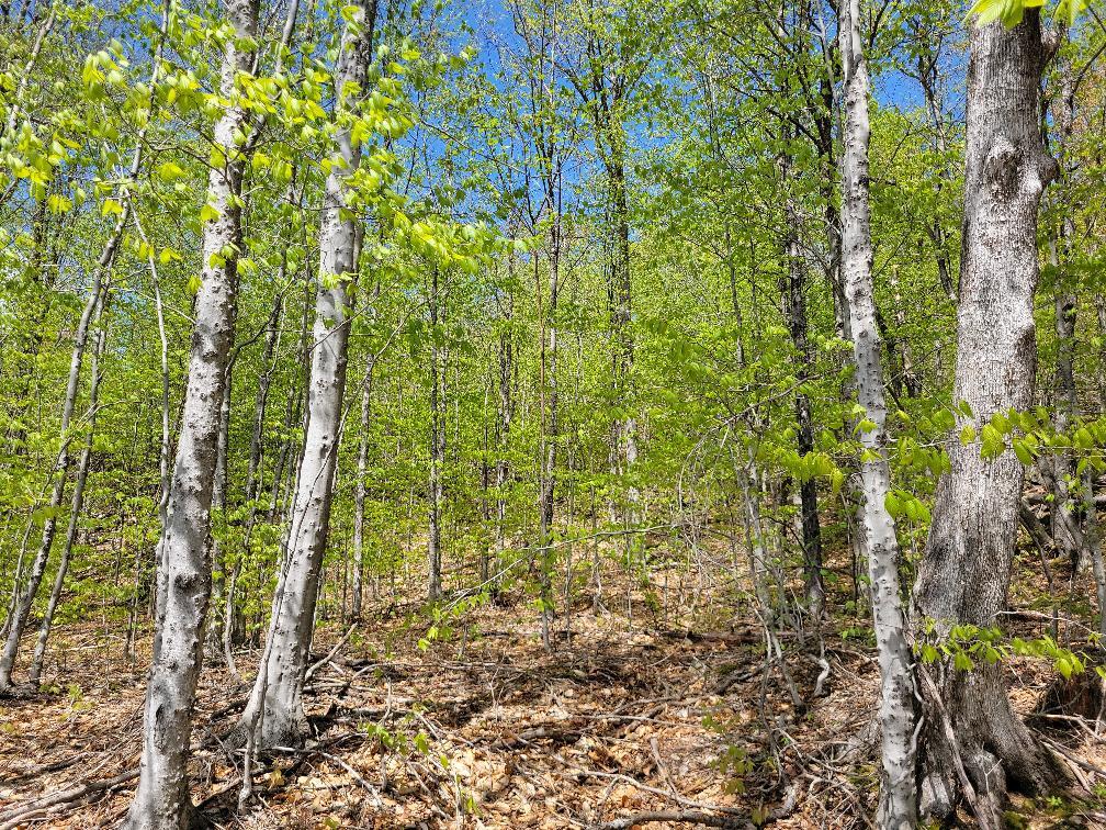 Lot 11 Swift River Road Byron, ME 04275 - Photo 19 of 72 photo_22b5d560-7303-4f80-8f5d-a91527519a