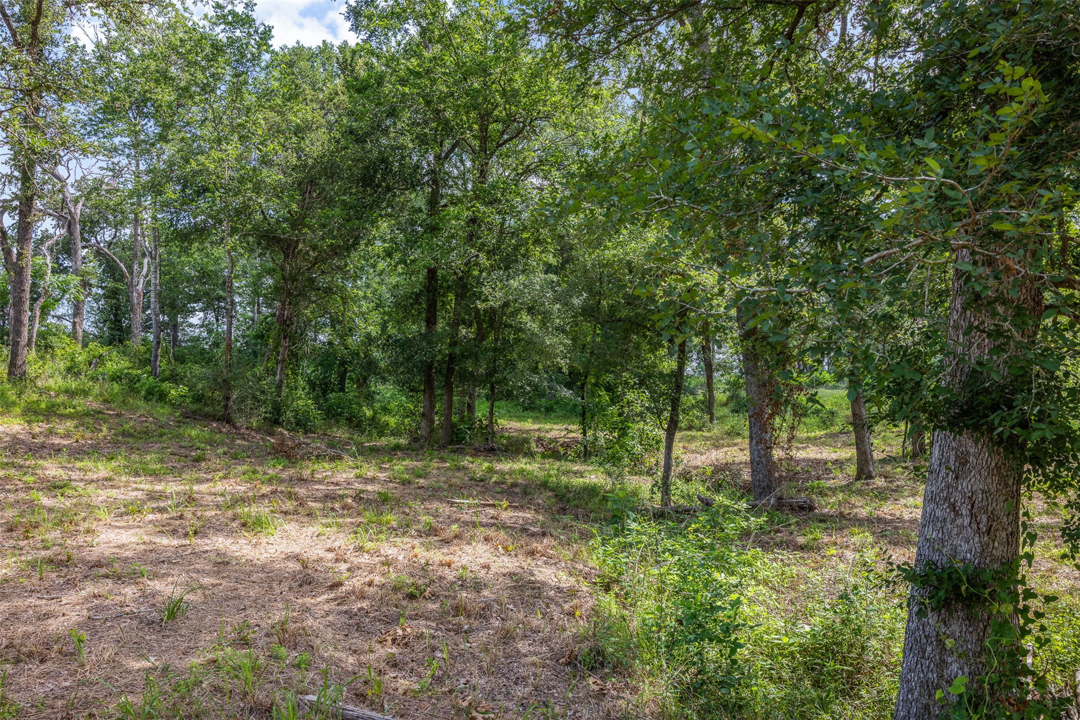 305 Cistern Road Rosanky, TX 78953 - Photo 7 of 13 Mature trees and undergrowth define this spacious, naturally contoured lot.