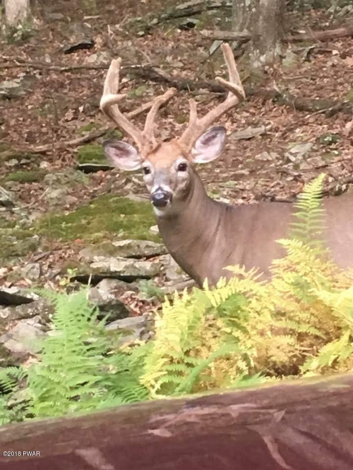 121 Perch Road Lackawaxen, PA 18435 - Photo 37 of 40 Local Wildlife