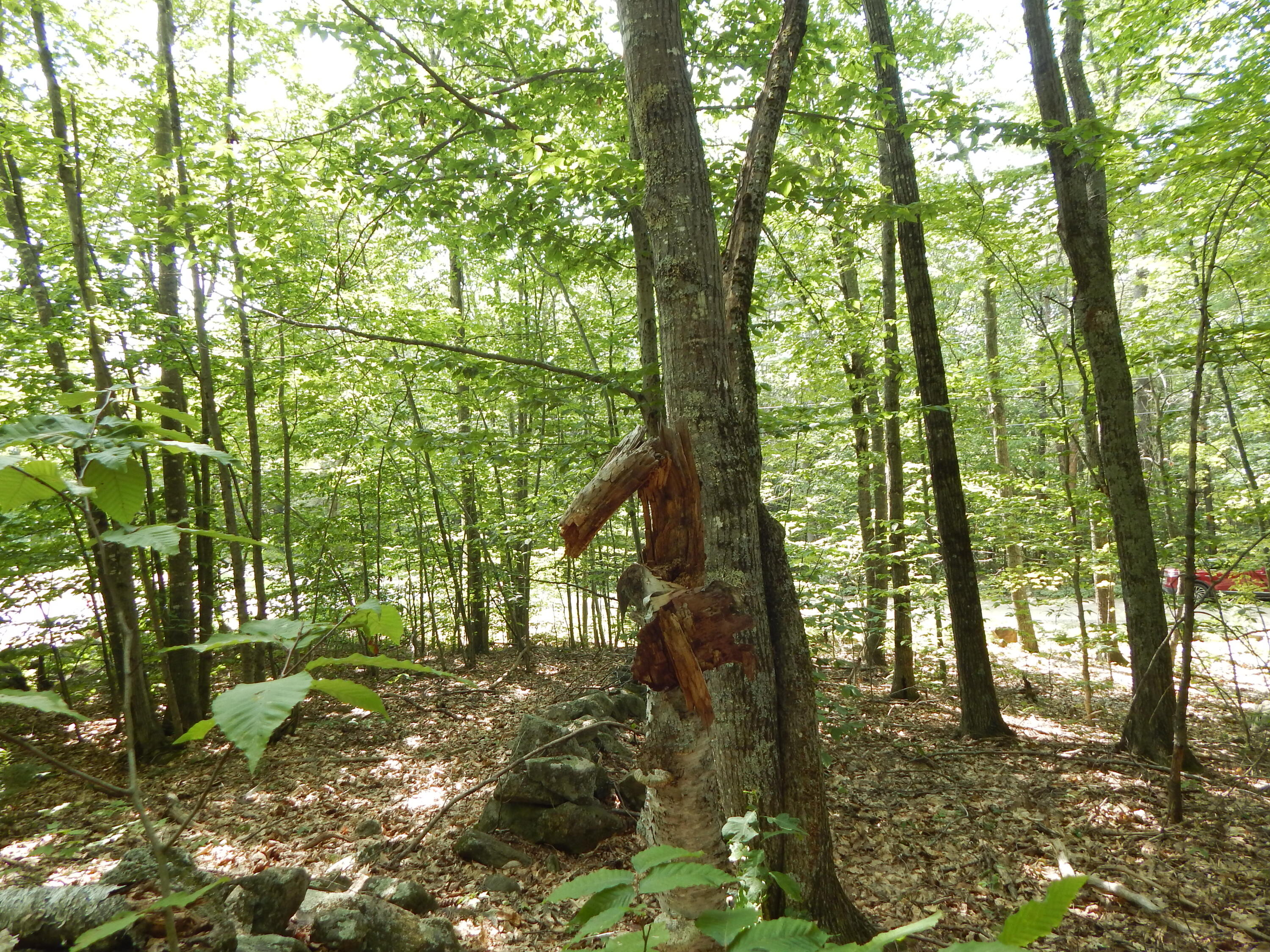 Lot 6 Maplecrest Road Parsonsfield, ME 04047 - Photo 6 of 17 DSCN3385