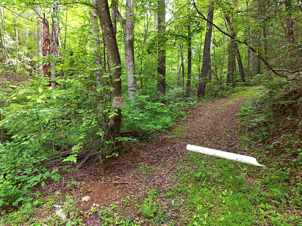 13-acres Goose Island Road Cherry Log, GA 30522 - Photo 13 of 47 a view of yard