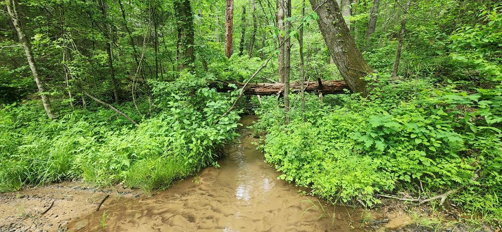 13-acres Goose Island Road Cherry Log, GA 30522 - Photo 2 of 47 a view of a garden with plants