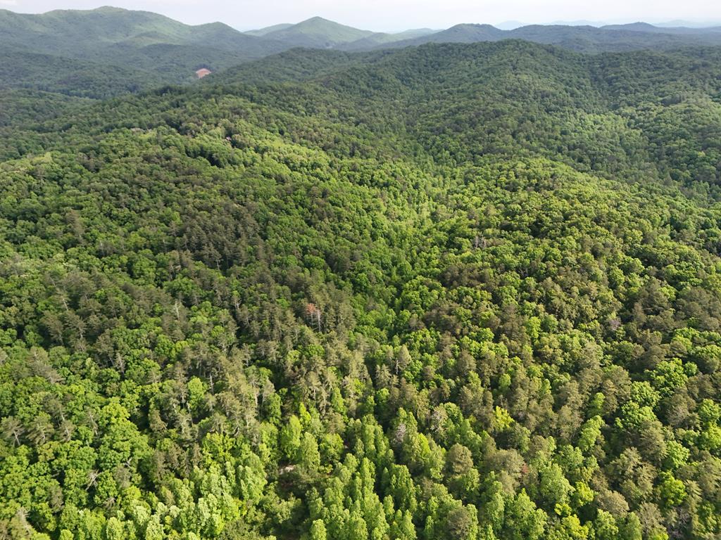 13-acres Goose Island Road Cherry Log, GA 30522 - Photo 25 of 47 a view of a lush green forest with a lush green hillside