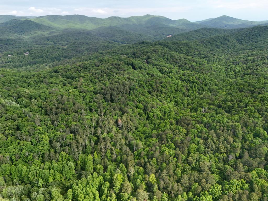 13-acres Goose Island Road Cherry Log, GA 30522 - Photo 27 of 47 a view of a lush green forest with lush green forest
