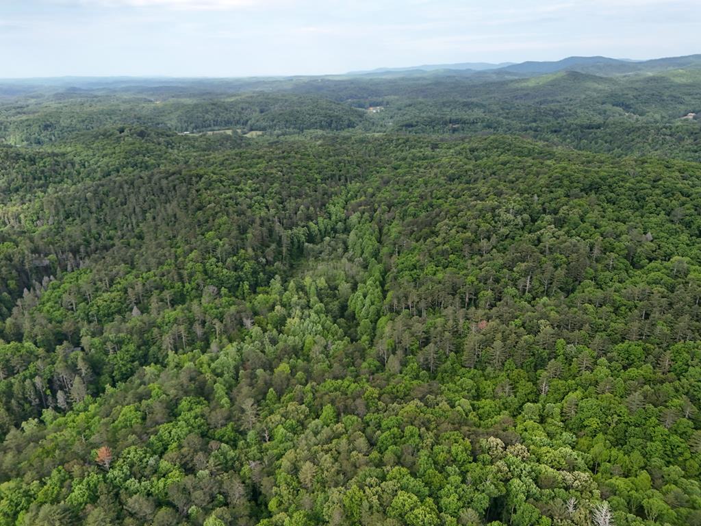 13-acres Goose Island Road Cherry Log, GA 30522 - Photo 28 of 47 a view of a green field with lots of bushes