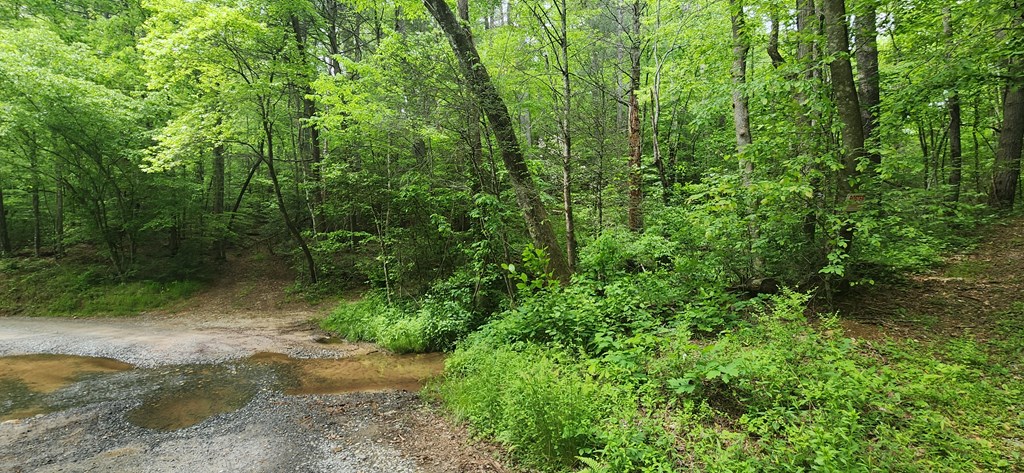 13-acres Goose Island Road Cherry Log, GA 30522 - Photo 3 of 47 a view of a pathway both side of yard