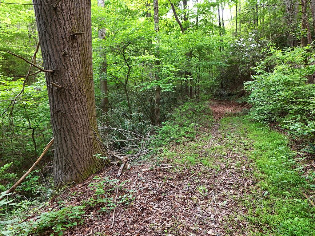 13-acres Goose Island Road Cherry Log, GA 30522 - Photo 36 of 47 a view of forest