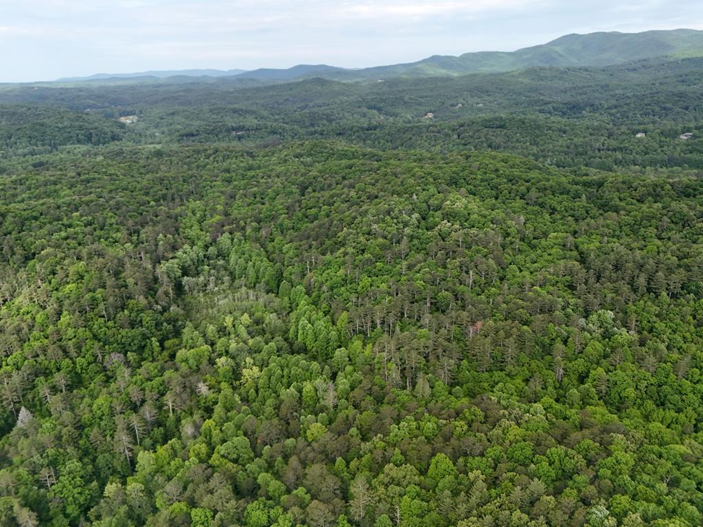 13-acres Goose Island Road Cherry Log, GA 30522 - Photo 40 of 47 a view of a lush green forest with lush green forest