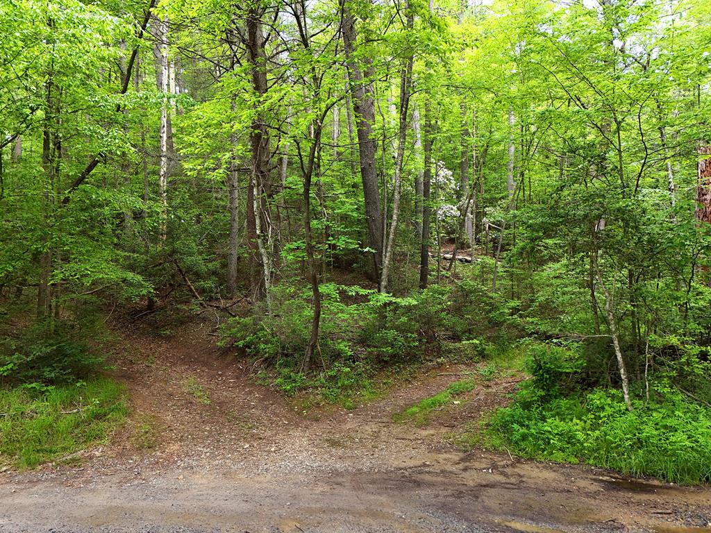 13-acres Goose Island Road Cherry Log, GA 30522 - Photo 41 of 47 a view of forest