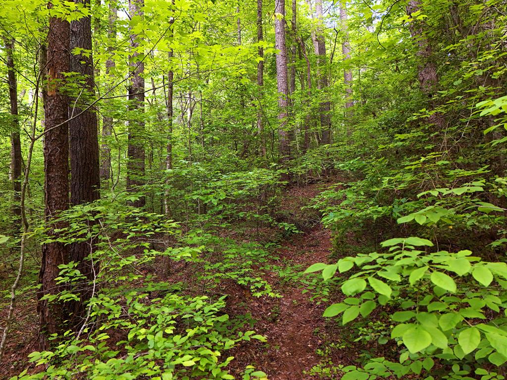 13-acres Goose Island Road Cherry Log, GA 30522 - Photo 42 of 47 a view of a garden