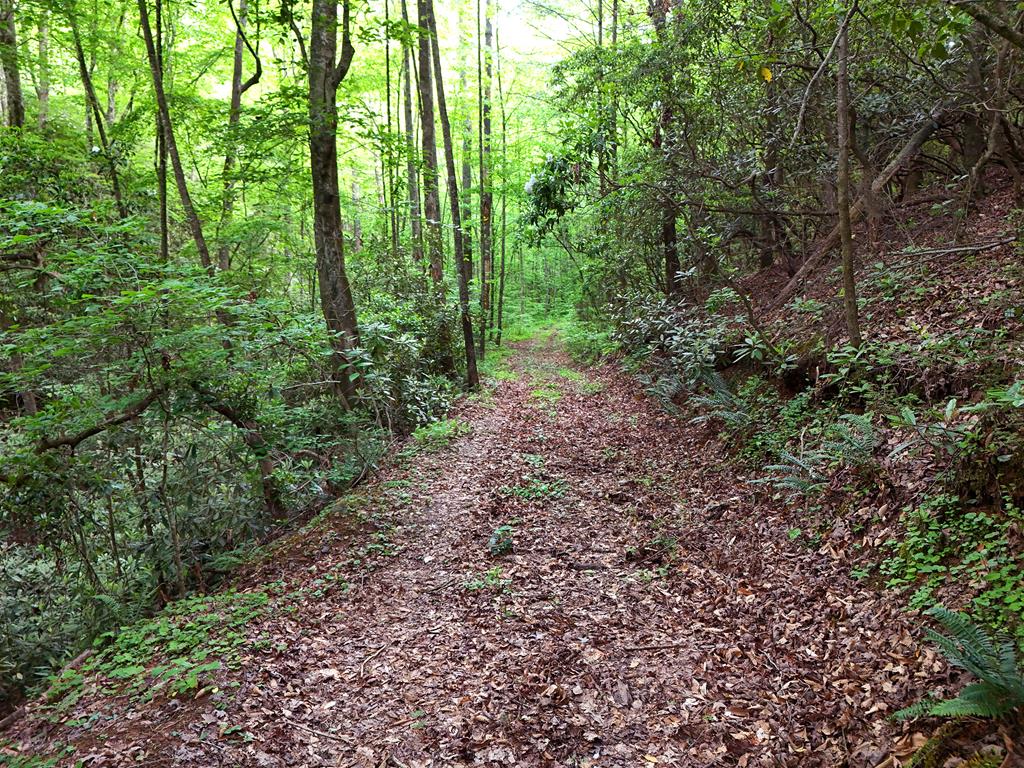 13-acres Goose Island Road Cherry Log, GA 30522 - Photo 45 of 47 a view of a forest with trees in the background