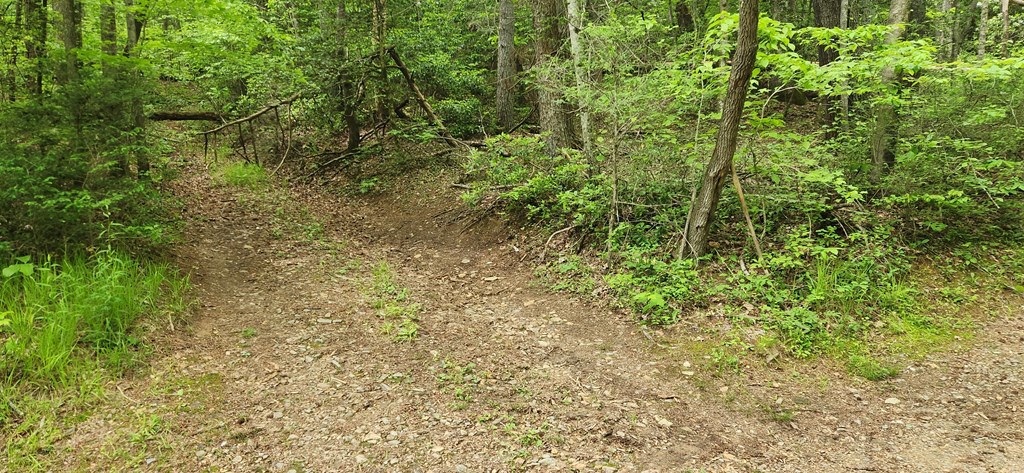 13-acres Goose Island Road Cherry Log, GA 30522 - Photo 6 of 47 a view of a yard with a tree