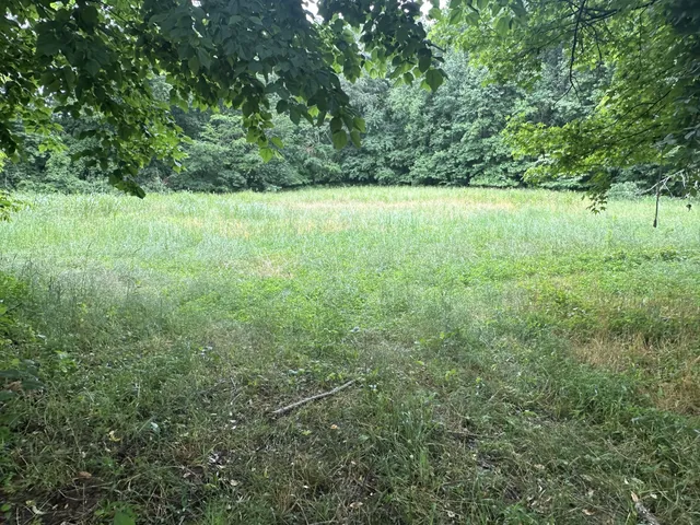 a view of a field with a tree in the background