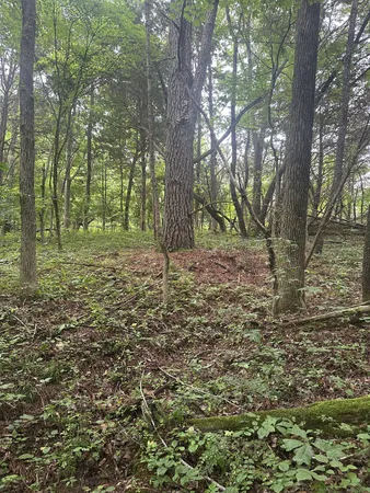 a big yard with lots of green space and trees