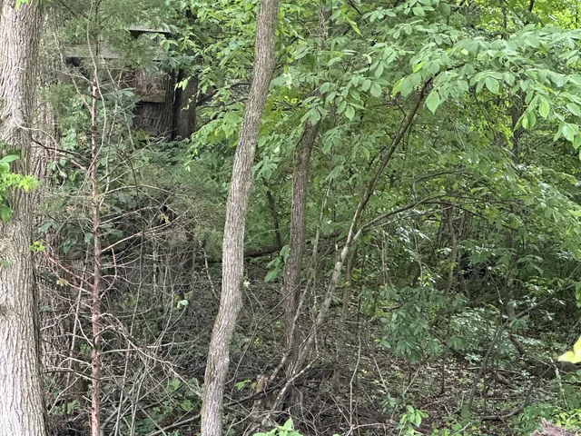 view of a forest with a tree
