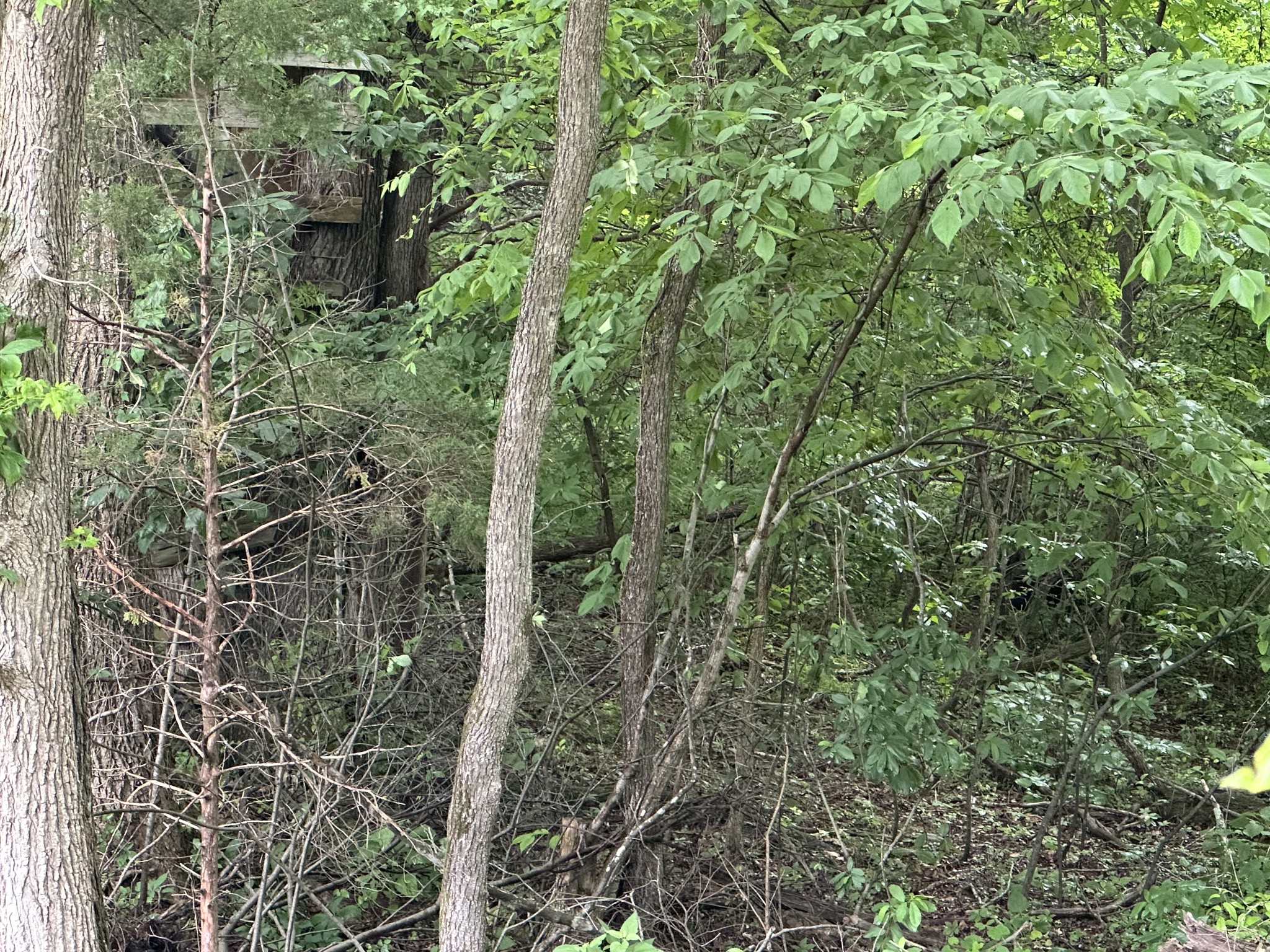 7855 Bethlehem Road Springfield, TN 37172 - Photo 25 of 25 view of a forest with a tree