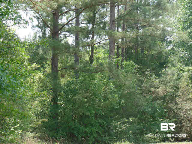 500 County Road 462 Kinston, AL 36453 - Photo 9 of 25