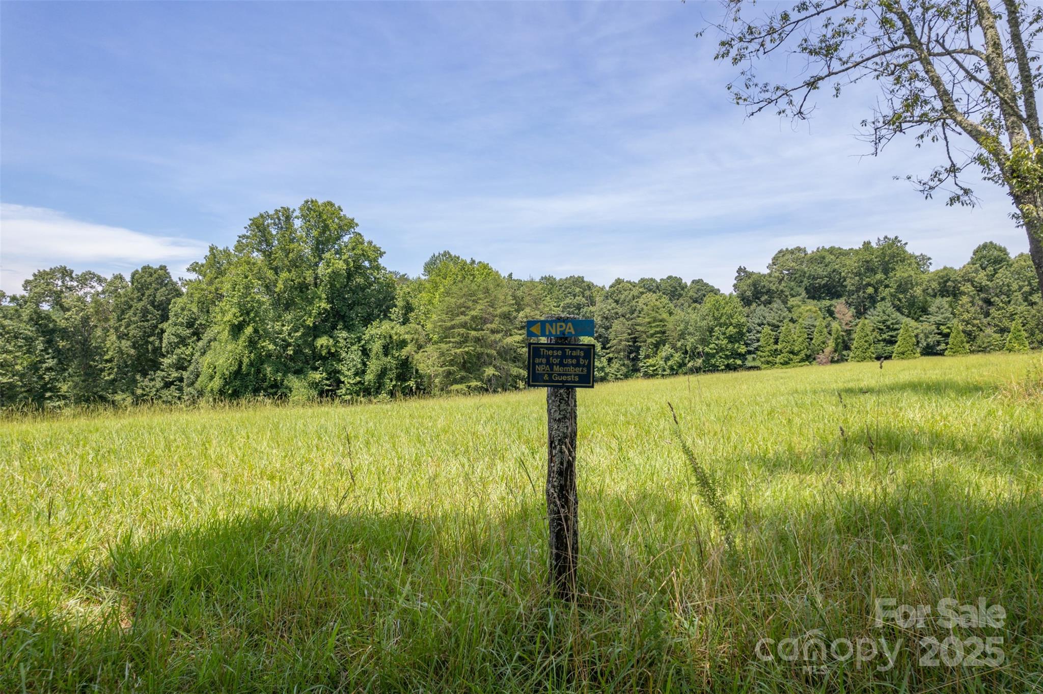 0 Jackson Grove Road Columbus, NC 28722 - Photo 9 of 28 a view of a yard with a tree