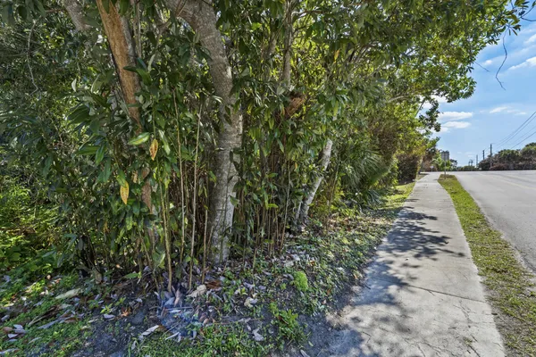 a view of a yard with plants
