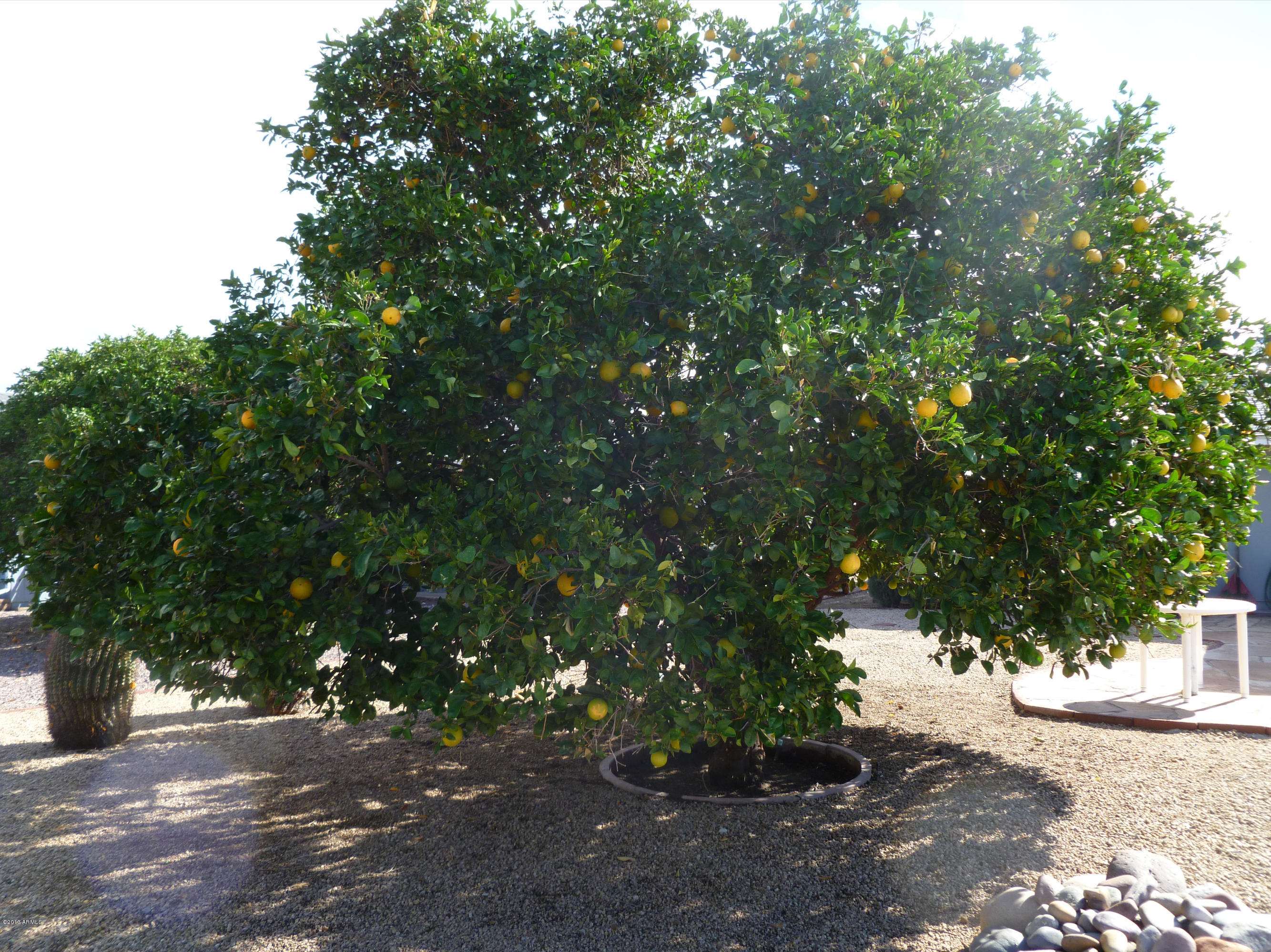 15446 North Ridgeview Road Sun City, AZ 85351 - Photo 27 of 27 Mature citrus