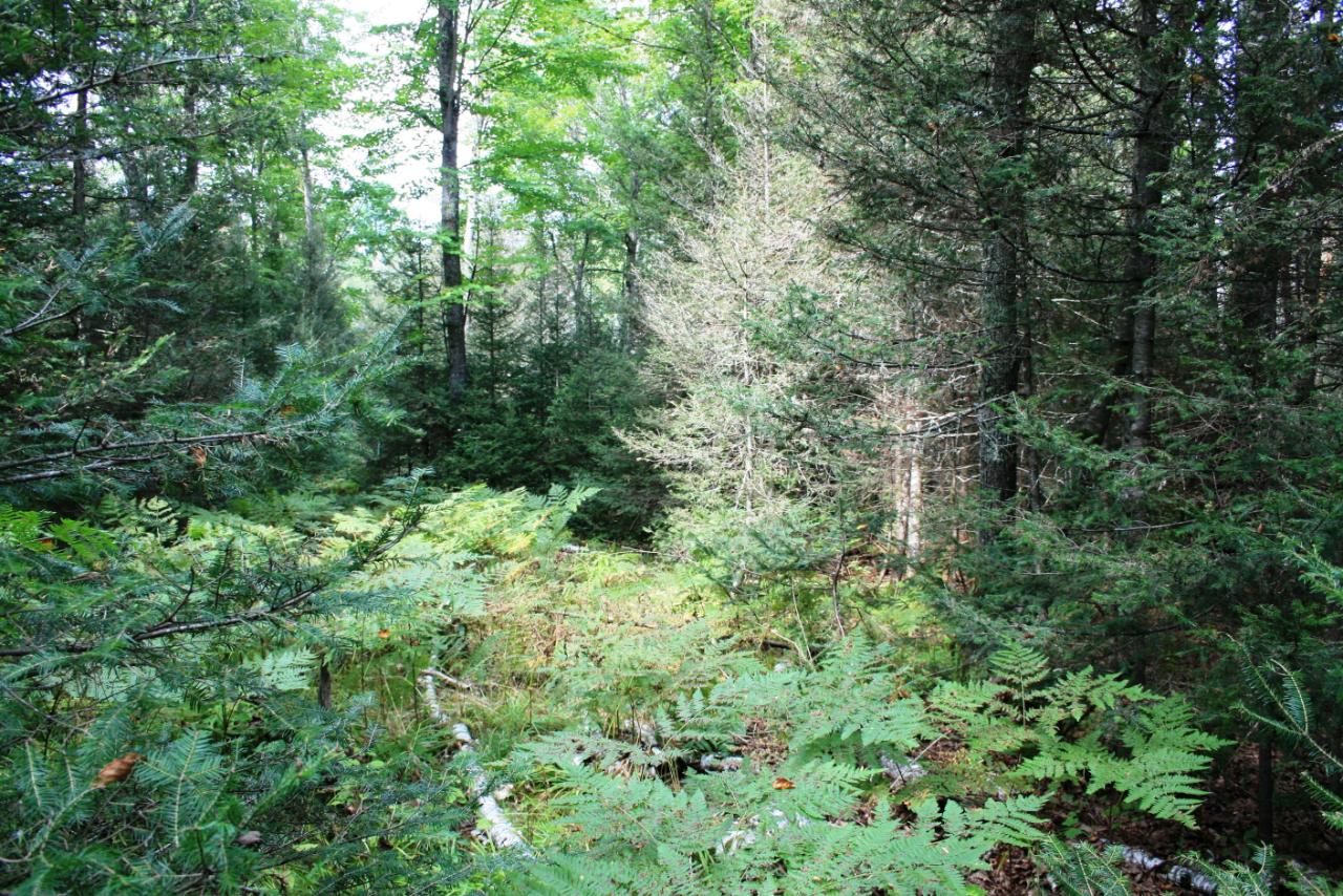 On Crystal Lake Road, Unit PARCEL 1 Land O'Lakes, WI 54540 - Photo 3 of 8 Gallery Image 3