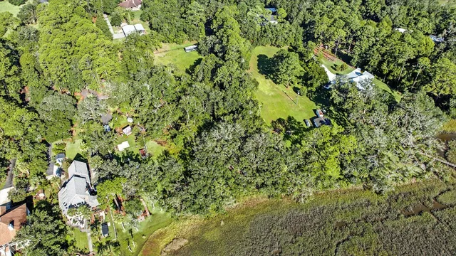 a view of a tree in a garden