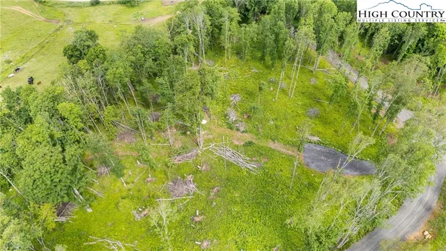 a view of a garden with a tree