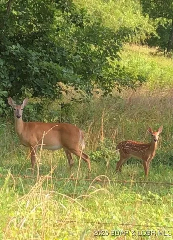 $875,000 | Tbd Vaughan Road, Eldon, MO 65026