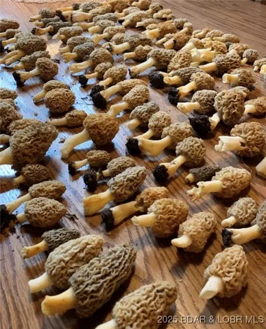 $875,000 | Tbd Vaughan Road, Eldon, MO 65026