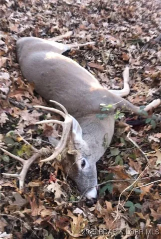 $875,000 | Tbd Vaughan Road, Eldon, MO 65026