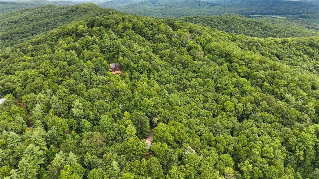 Lot 10 Papa Bear Path Cherry Log, GA 30522 - Photo 11 of 18 a view of a big yard with plants and large trees