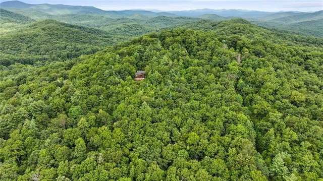 a view of a lush green forest with trees in the background