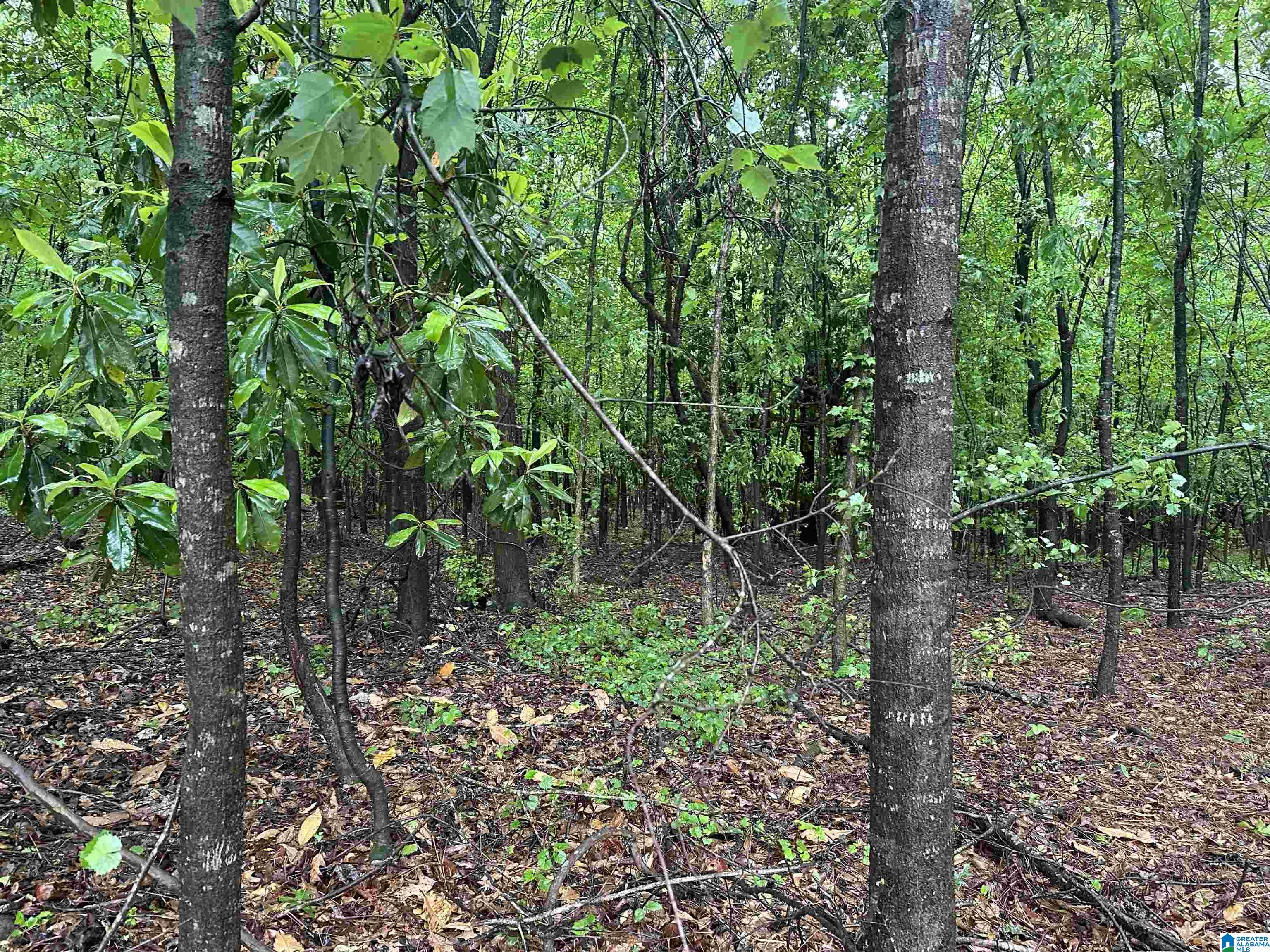 0 Jones Dairy Road Jasper, AL 35501 - Photo 4 of 14