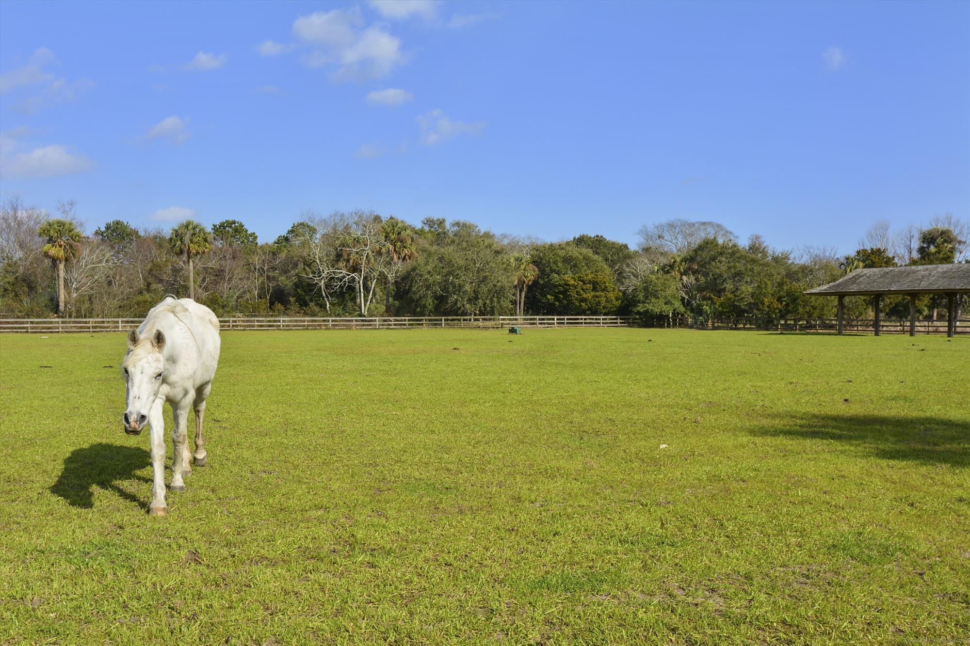 1511 Marsh Haven Johns Island, SC 29455 - Photo 80 of 84 amenity-the equestrian center-dsc_5269