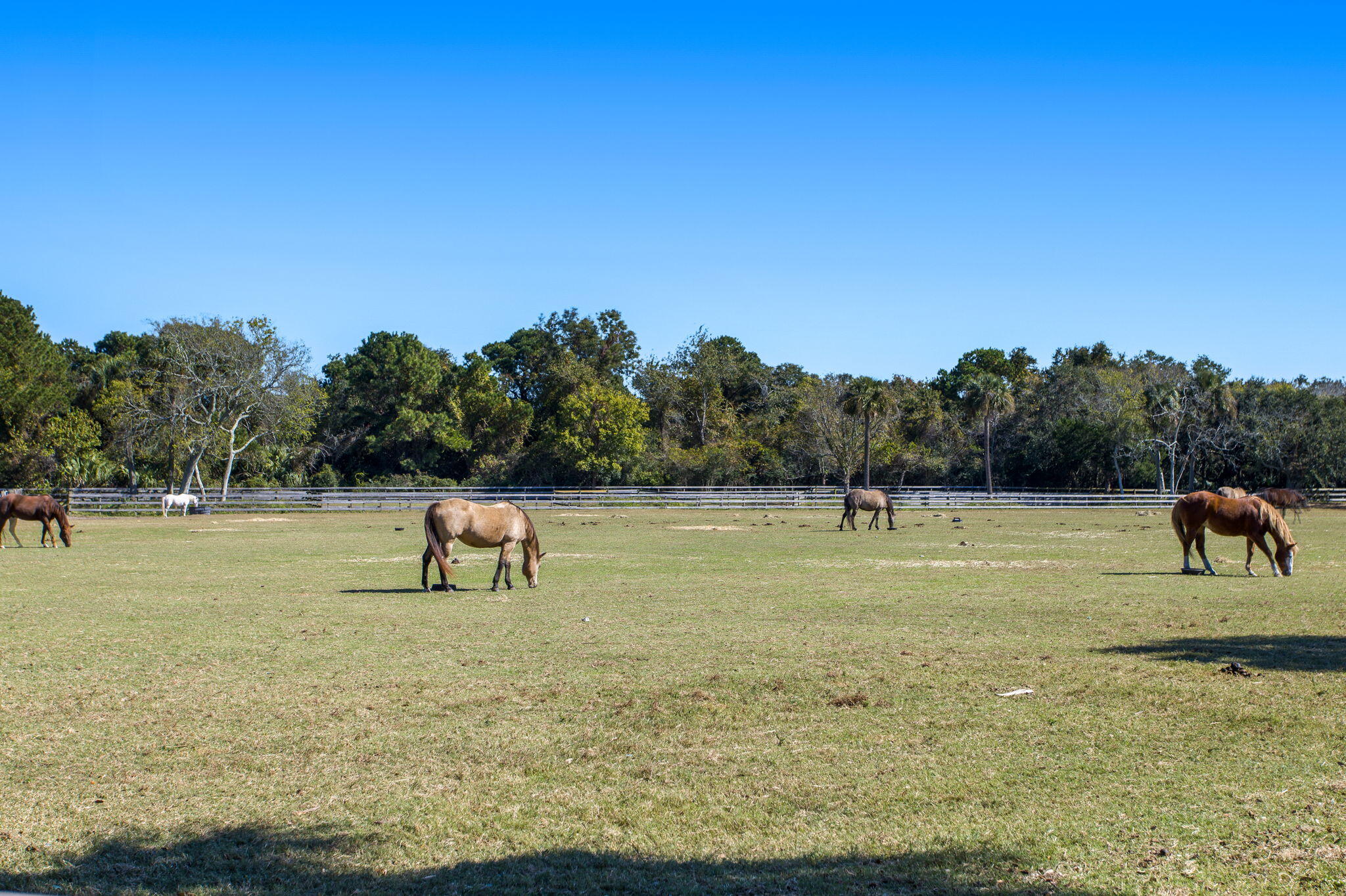 1511 Marsh Haven Johns Island, SC 29455 - Photo 81 of 84 16-web-or-mls-Coastal Re Photo Seabrook