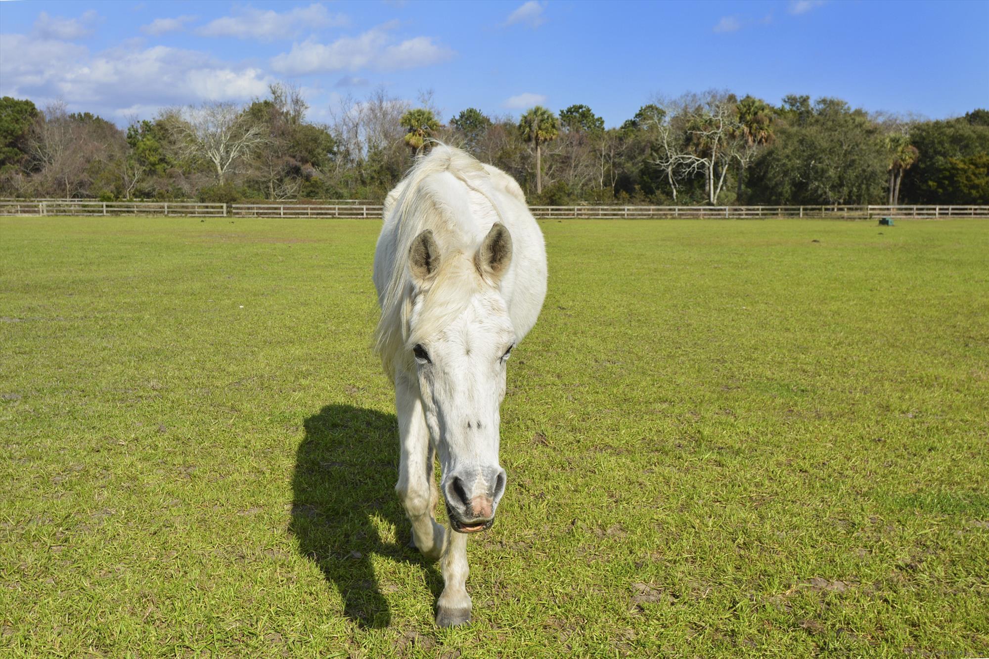 1511 Marsh Haven Johns Island, SC 29455 - Photo 82 of 84 amenity-the equestrian center-dsc_5270