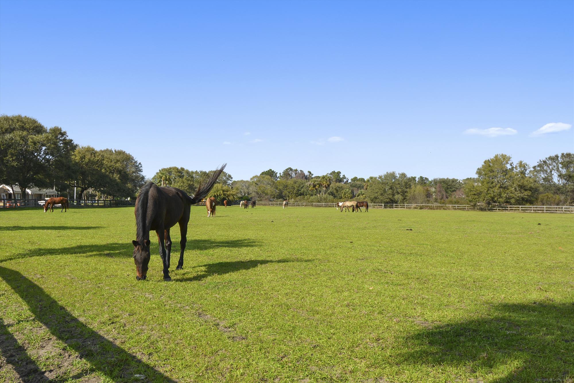 1511 Marsh Haven Johns Island, SC 29455 - Photo 83 of 84 amenity-the equestrian center-dsc_5271