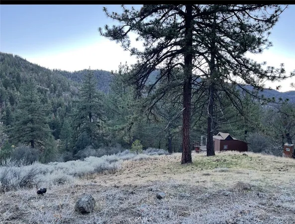 a view of a forest filled with trees
