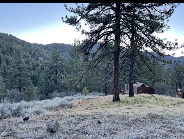 a view of a forest filled with trees