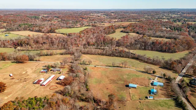 a close up of a tree